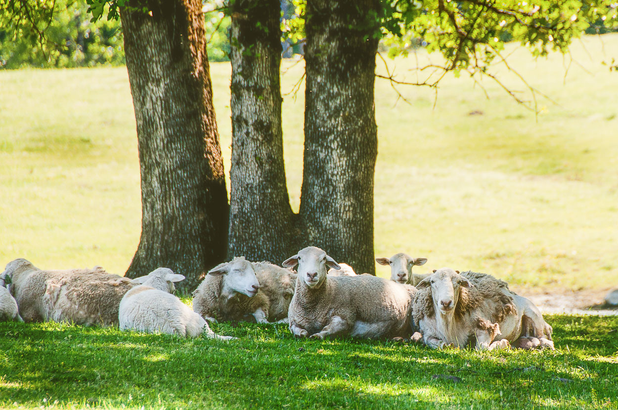 Dorper Sheep in Pasture