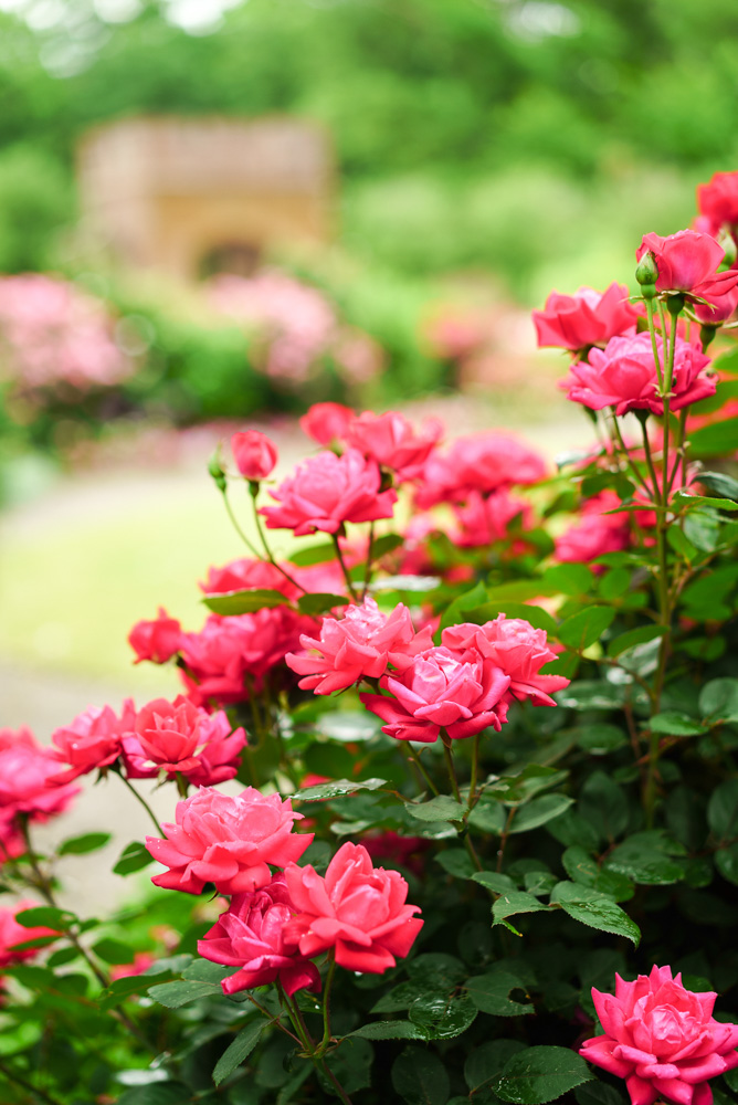 Roses in the Hidden Rose Garden, photo courtesy: Karlisch Photography