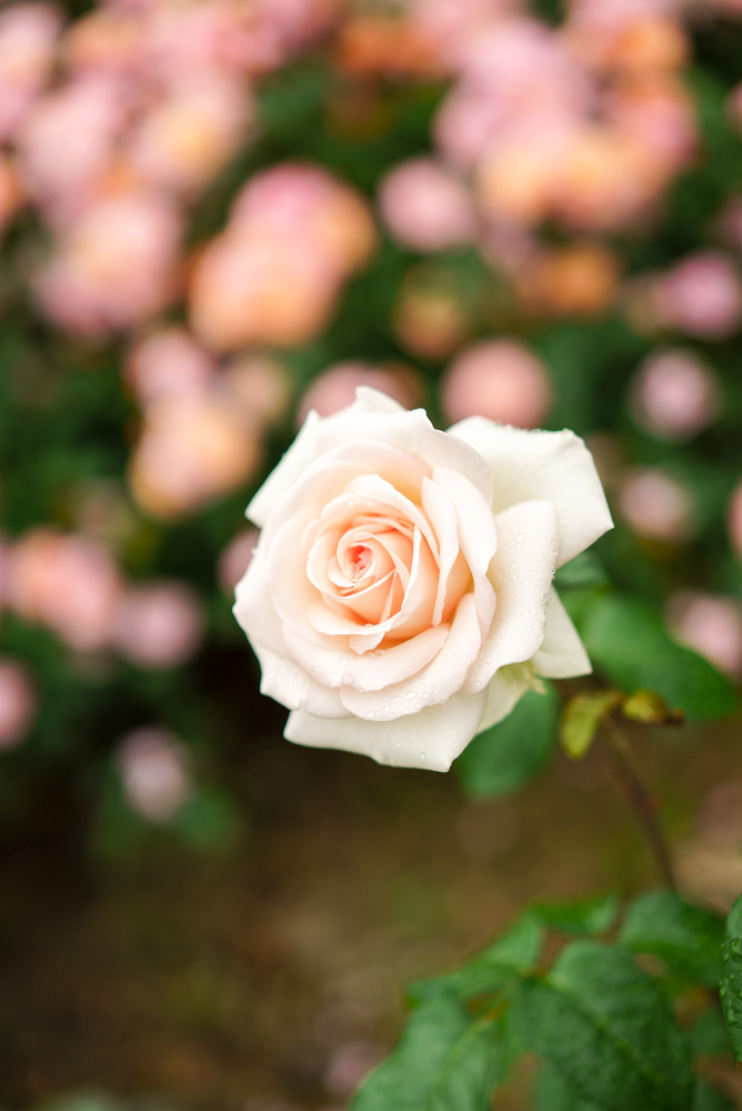 Rose on the Terraced Gardens, photo courtesy: Karlisch Photography