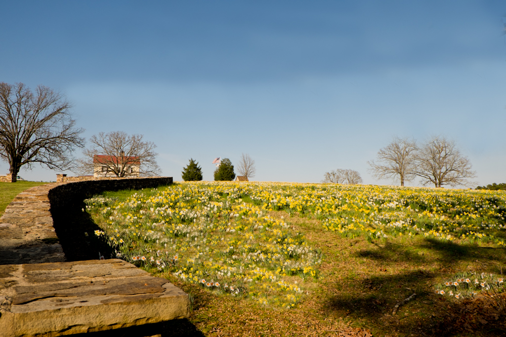 Daffodil Hill in March